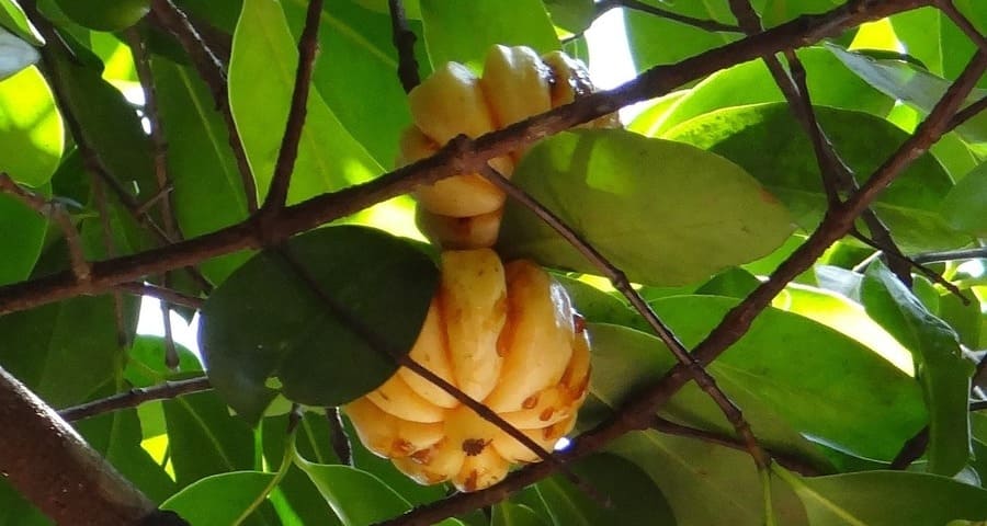 Tamaryndowiec malabarski (Garcinia Cambogia)