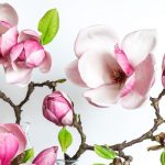 macerat z magnolii